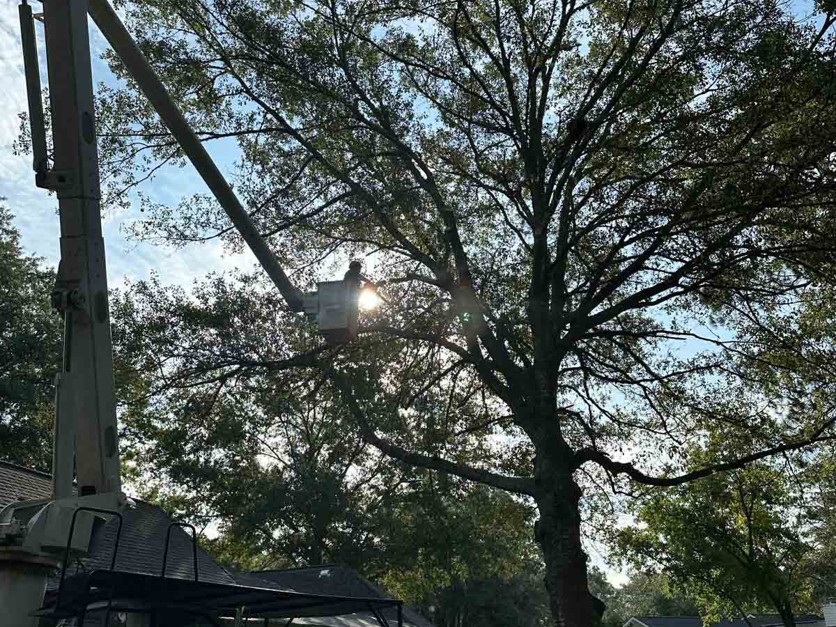 El Costeño Tree Service LLC